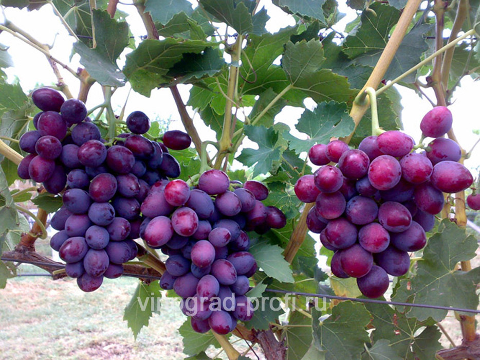 Фотографии сортов и гибридных форм винограда.