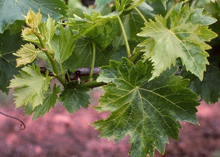 Защита винограда от болезней