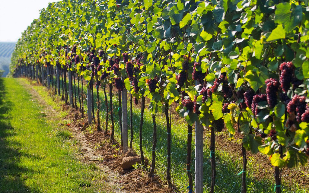 Правильно подобранные перспективные сорта винограда