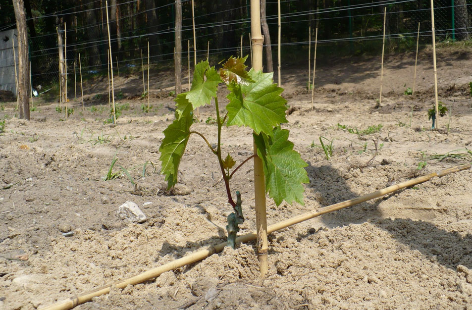 Подготовка посадочных ям под виноград