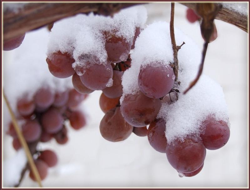 Как укрыть виноград на зиму, рекомендации и основные моменты зимовкивинограда