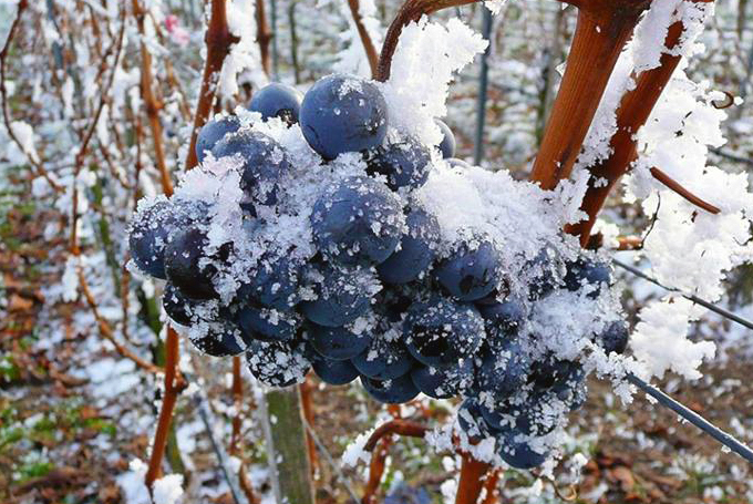 Как правильно укрыть виноград на зиму в Крыму?