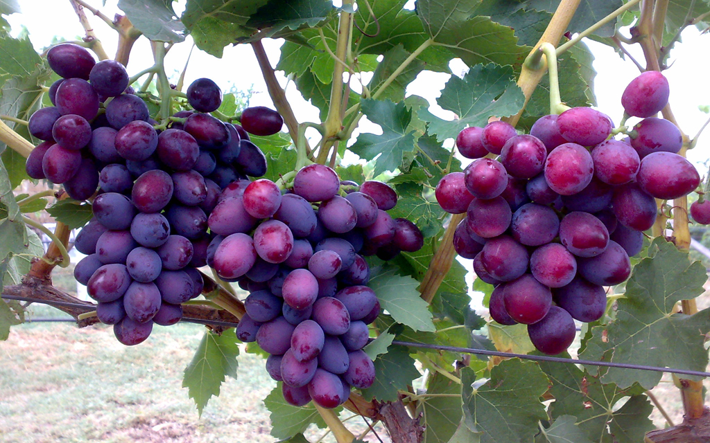 Можно ли не укрывать виноград и сохранить урожай?