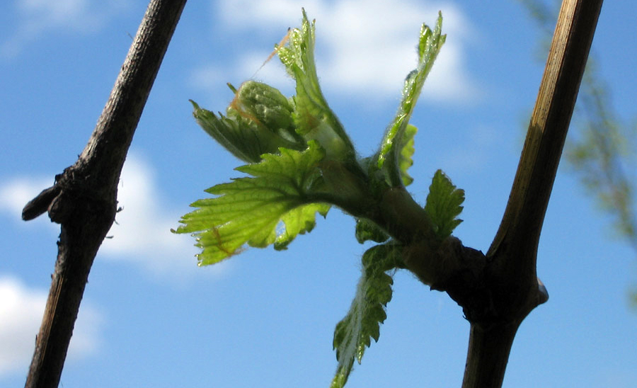 Виноград весной - как ускорить созревание урожая или замедлить распускание
