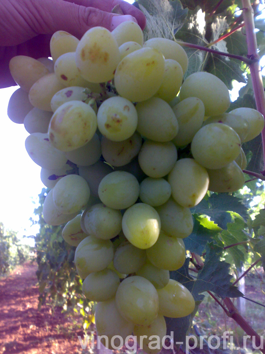 виноград инга описание сорта